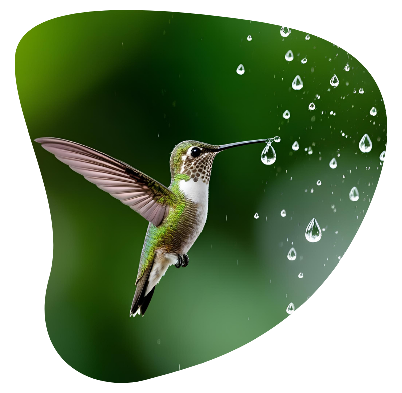 El vuelo del colibri