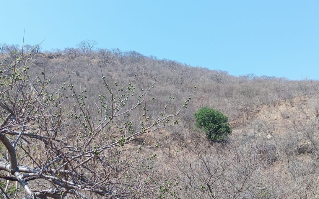 El árbol pistache: una oportunidad que espera ser atendida
